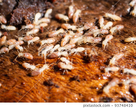 Termite nesting 93748410