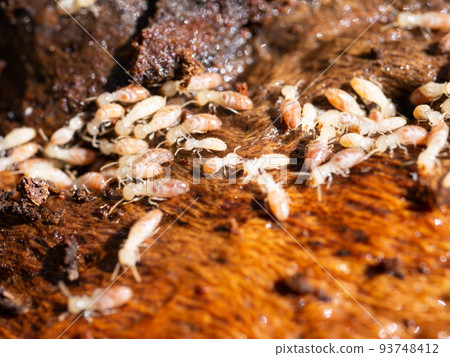 Termite nesting Termite nesting 93748412