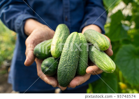 The farmer's hands are holding cucumbers. A farmer works in a greenhouse. Rich harvest concept. The farmer's hands are holding cucumbers. A farmer works in a greenhouse. Rich harvest concept. 93748574