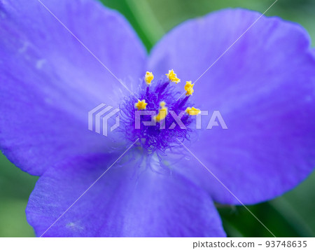 Yu Murasaki Yukusa 93748635