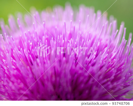 Thistle Thistle 93748706