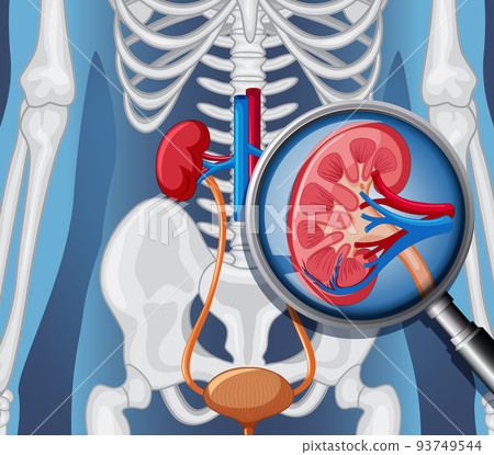 X-ray of human body with internal organs 93749544