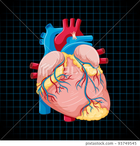 Human internal organ with heart Human internal organ with heart 93749545