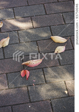 fallen leaves of cherry blossoms 93750046
