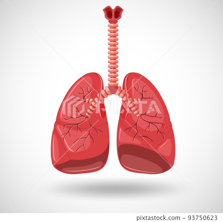 Human internal organ with lungs 93750623