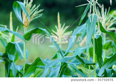 玉米在田裡變綠 玉米在田裡變綠 93750978