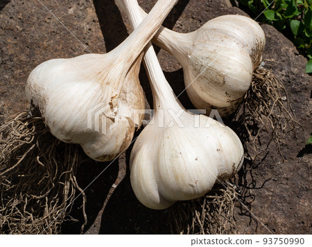 大蒜 93750990