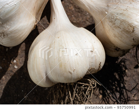 garlic garlic 93750991