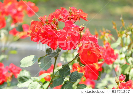 Rose flower Salaband Rose flower Salaband 93751267