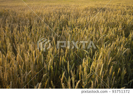 Wheat, rye field. Ears of golden wheat, rye close-up. Rural landscapes under sunlight. Rich harvest concept. Fresh young unripe juicy spikelets. Oats, rye, wheat, barley, summer harvest close-up. 93751372
