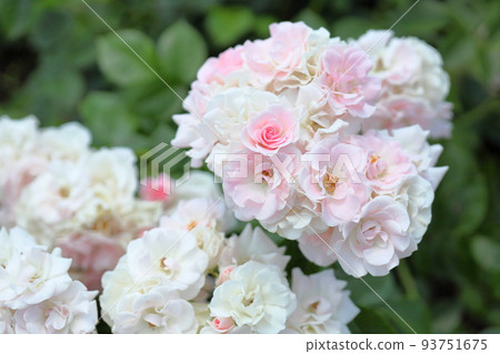 玫瑰花 Cerezo 玫瑰花 Cerezo 93751675