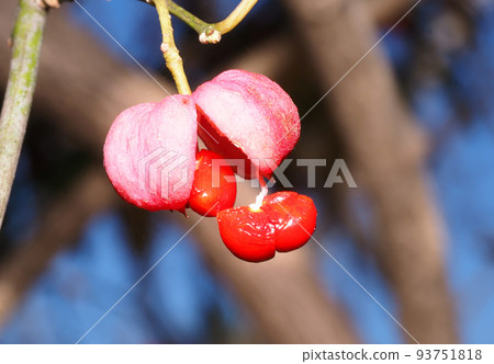 Mayumi fruit Mayumi fruit 93751818