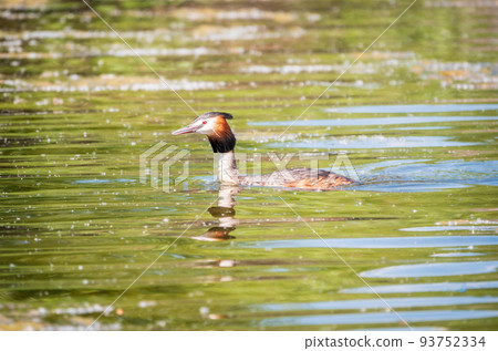 The waterfowl bird Great Crested Grebe swimming in the calm lake 93752334