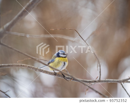 Cute bird, Eurasian blue tit, songbird sitting on a branch without leaves in the autumn or winter Cute bird, Eurasian blue tit, songbird sitting on a branch without leaves in the autumn or winter 93752352
