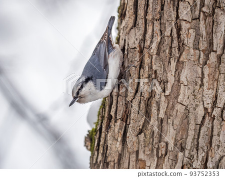 Eurasian nuthatch or wood nuthatch, lat. Sitta europaea, sitting on a tree trunk with snow in winter Eurasian nuthatch or wood nuthatch, lat. Sitta europaea, sitting on a tree trunk with snow in winter 93752353