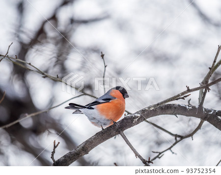Bullfinch sitting on a branch. Beautiful bird with a red breast on a branch in winter. Bullfinch sitting on a branch. Beautiful bird with a red breast on a branch in winter. 93752354