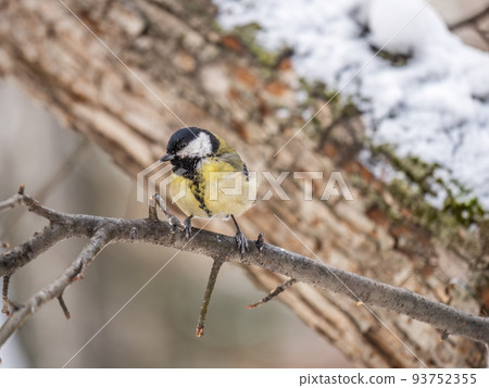 Cute bird Great tit, songbird sitting on a branch without leaves in the autumn or winter. 93752355