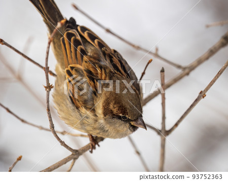 Sparrow sits on a branch without leaves. Sparrow sits on a branch without leaves. 93752363
