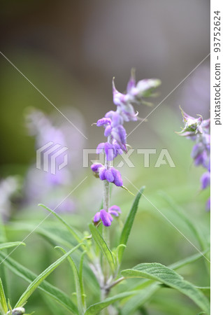 Flower buds of Mexican sage (amethyst sage) Flower buds of Mexican sage (amethyst sage) 93752624