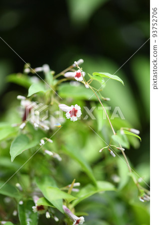 漂亮的花[夜花] 93752706