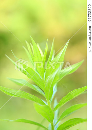 滋賀縣木保丘公園的自然景觀、植物、環境、綠化 [8月] 93752890