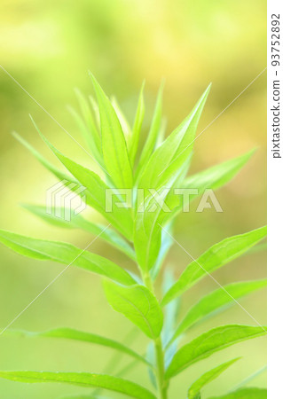 滋賀縣木保丘公園的自然景觀、植物、環境、綠化 [8月] 93752892