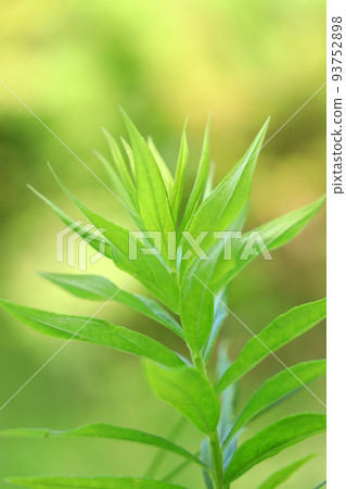 滋賀縣木保丘公園的自然景觀、植物、環境、綠化 [8月] 93752898