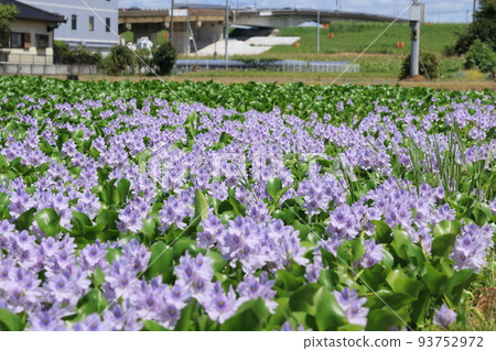 Phyllanthemum flowers in Otone, Kazo City blooming all over 93752972