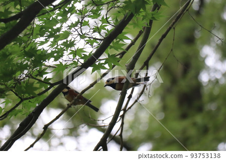 Scenery of a Varied Tit perching on a branch of a tree with green maple leaves Scenery of a Varied Tit perching on a branch of a tree with green maple leaves 93753138