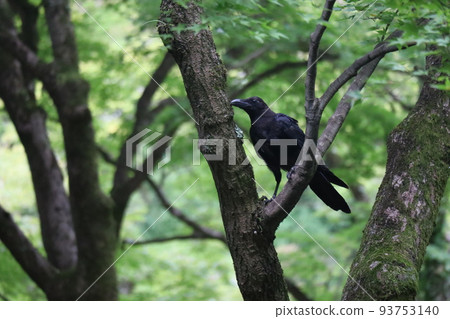 綠葉林中一隻烏鴉棲息在樹枝上的風景 93753140