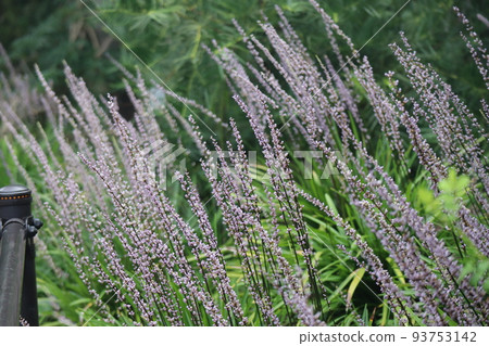 Blooming scenery of many small flowers Yaburan Blooming scenery of many small flowers Yaburan 93753142