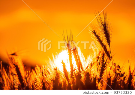 Field with wild grasses at sunset. Selective focus. summer landscape, rural nature. grass backlitght glow against the sunlight with sunflare and bokeh. place for text Field with wild grasses at sunset. Selective focus. summer landscape, rural nature. grass backlitght glow against the sunlight with sunflare and bokeh. place for text 93753320