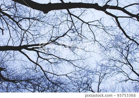 Winter forest landscape Winter forest landscape 93753368