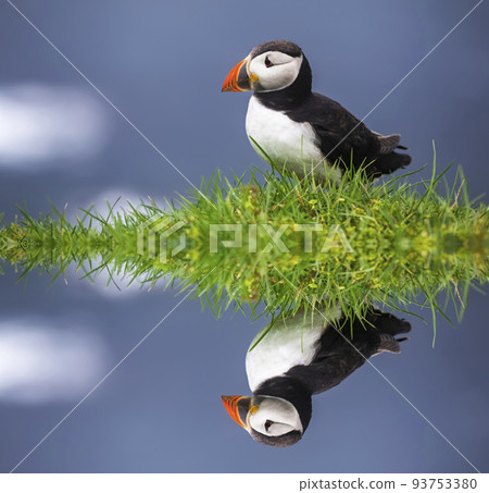 Atlantic Puffins bird or common Puffin in grass. Mykines, Faroe Islands. 93753380