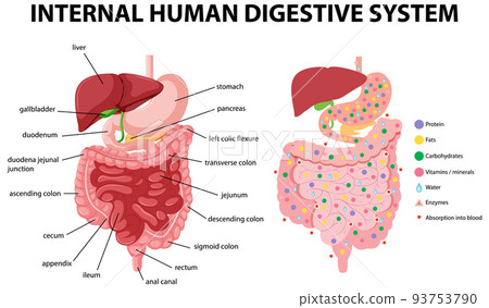 Diagram showing internal human digestive system - Stock Illustration ...