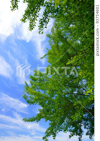 仰望依舊翠綠的銀杏葉和秋雲,平城京 仰望依舊翠綠的銀杏葉和秋雲,平城京 93754601