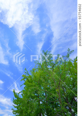 仰望依舊翠綠的銀杏葉和秋雲，平城京 93754602