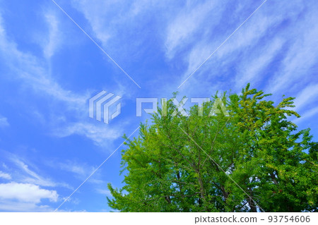 仰望依舊翠綠的銀杏葉和秋雲，平城京 93754606