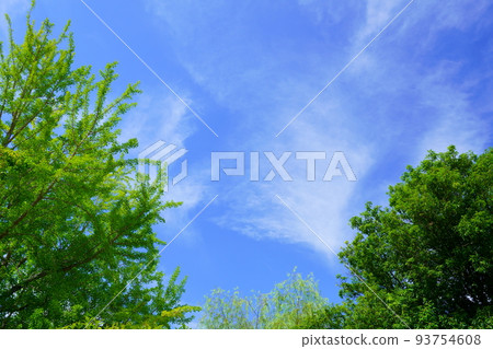 仰望依舊翠綠的銀杏葉和秋雲，平城京 93754608