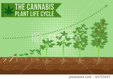 The cannabis plant life cycle 93755037