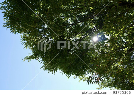 Sunlight 01 93755306