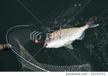 Red sea bream caught in a net Red sea bream caught in a net 93755741