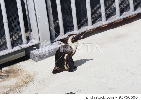 一隻開普企鵝在陽光下在游泳池邊散步的水族館風景 一隻開普企鵝在陽光下在游泳池邊散步的水族館風景 93756606