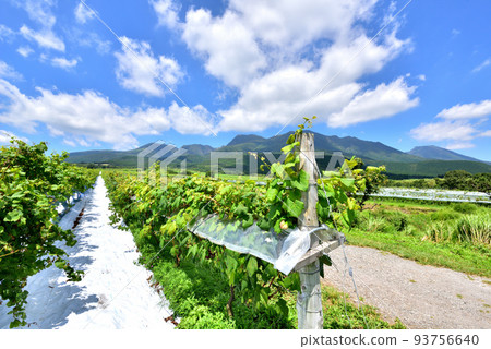 Kuju mountain range and mountain foot winery grape trellis, Kuju, Kuju-cho, Taketa City, Oita Prefecture 93756640