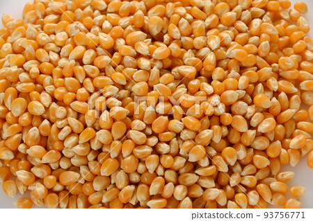 Dried corn popcorn seeds Dried corn popcorn seeds 93756771