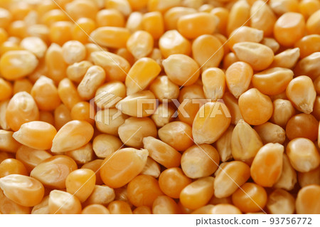 Dried corn popcorn seeds Dried corn popcorn seeds 93756772