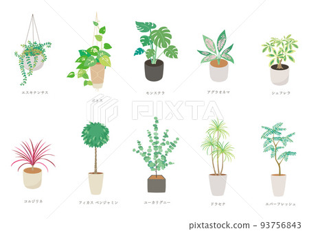 House Plant Set 93756843