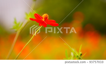 The yellow cosmos in Hama-rikyu Gardens is at its best and colorful 93757010