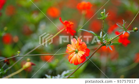 Hamarikyu Gardens 2022 of Kibana Cosmos Ranbu Hamarikyu Gardens 2022 of Kibana Cosmos Ranbu 93757017