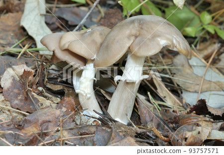 Ura Beni Hottimeji 93757571